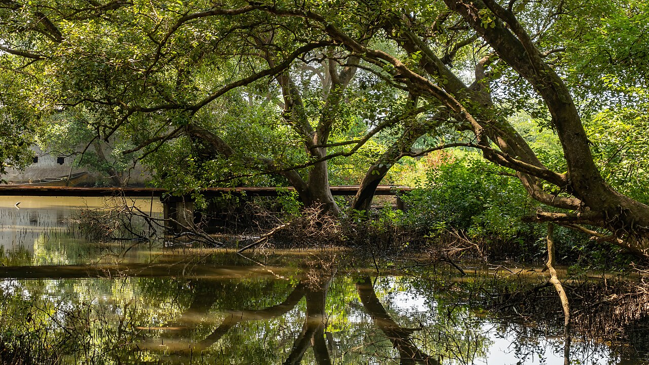 Coringa Wildlife Sanctuary in Kakinada, Andhra Pradesh