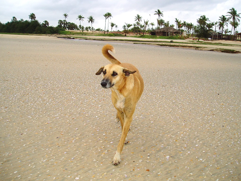 Main Beach in Ghoghla Beach, Daman & Diu