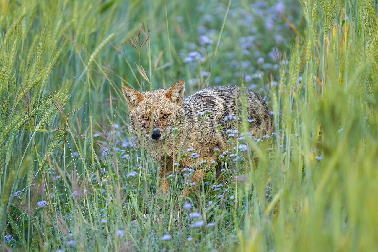 Bijrani Zone in Jim Corbett