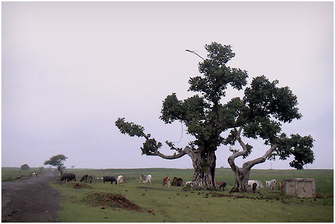 Rani Roopmati Pavilion in Mandu
