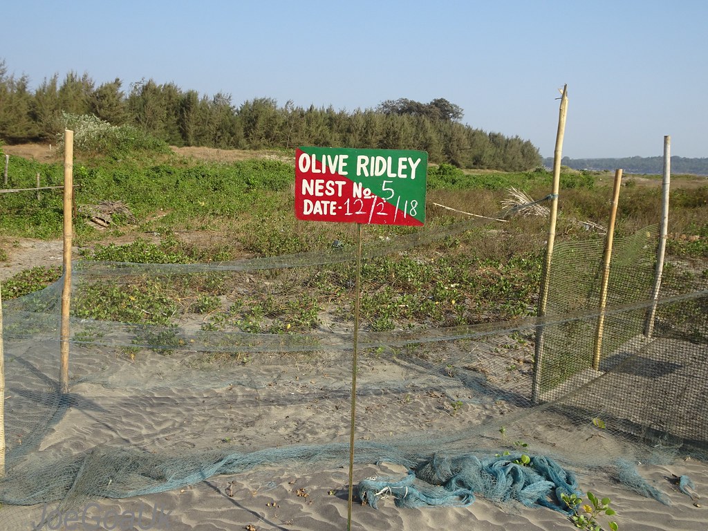 Morjim Village — Mumbai to Morjim Beach trip