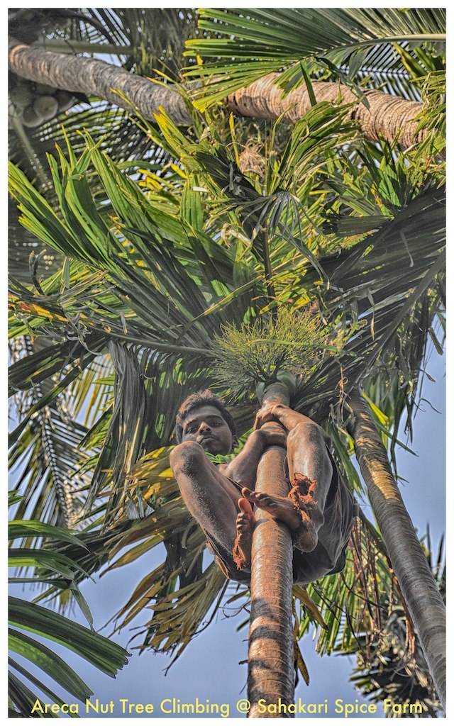 Shanta Durga Temple in Ponda