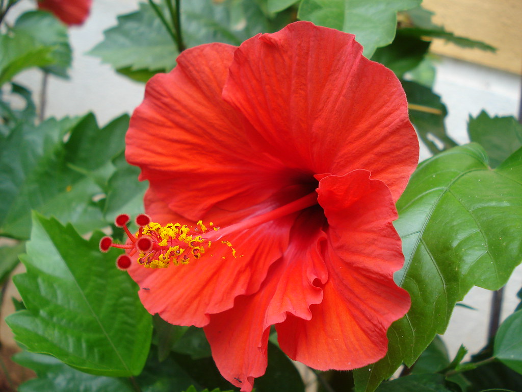 Scenic view of Ramnathi Temple, Goa