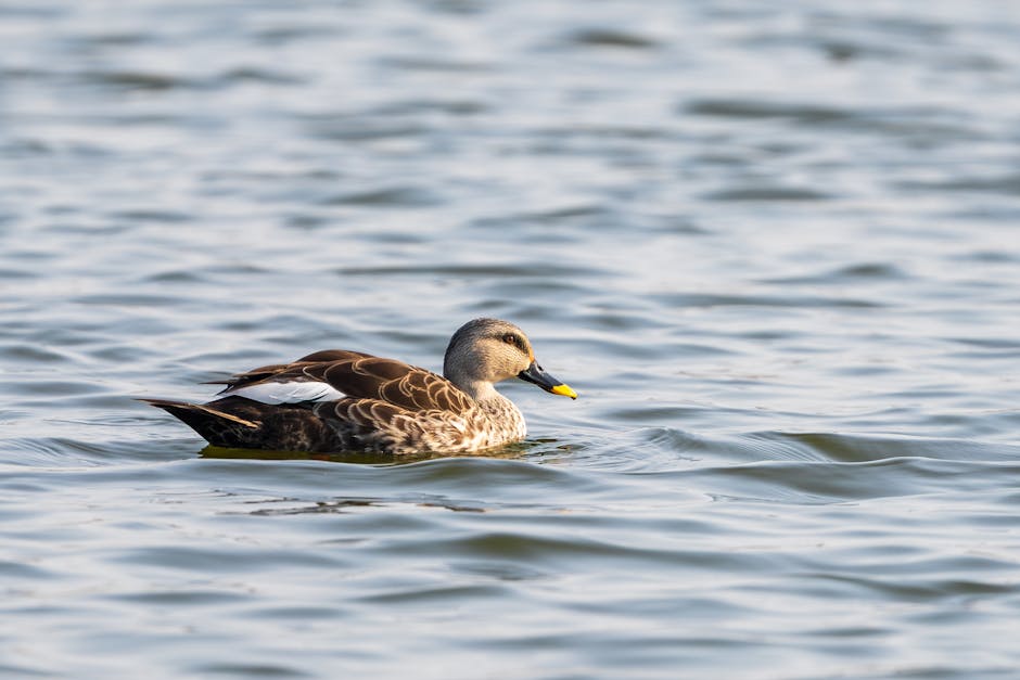 Dwarkadhish Temple in Dwarka, Gujarat