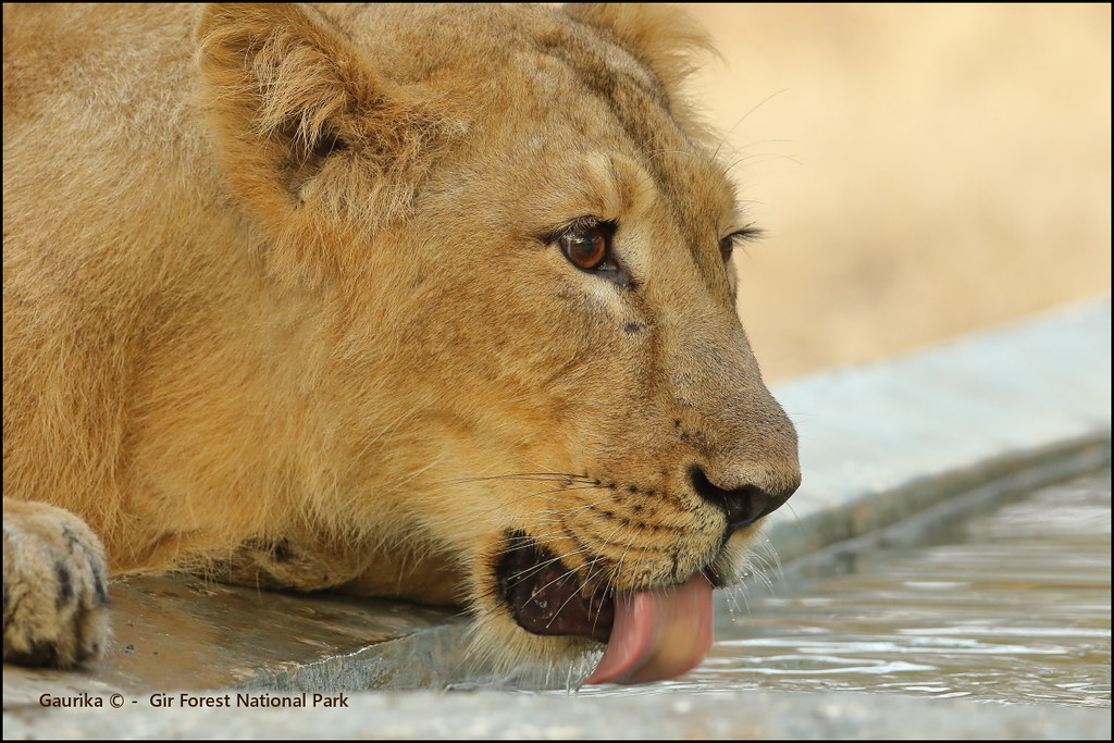 Gir National Park — popular tourist destination in Gujarat