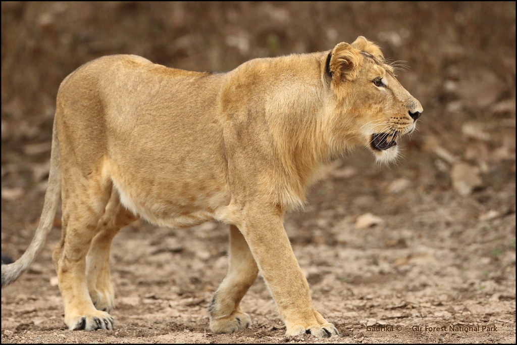 Devalia Interpretation Zone in Gir National Park
