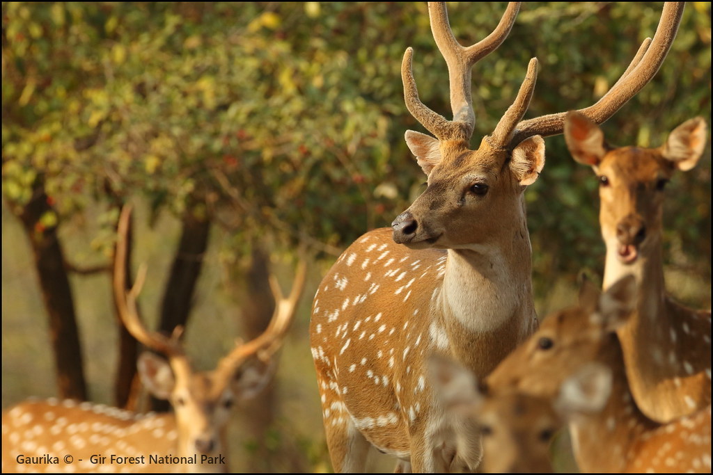 Scenic view of Gir National Park, Gujarat
