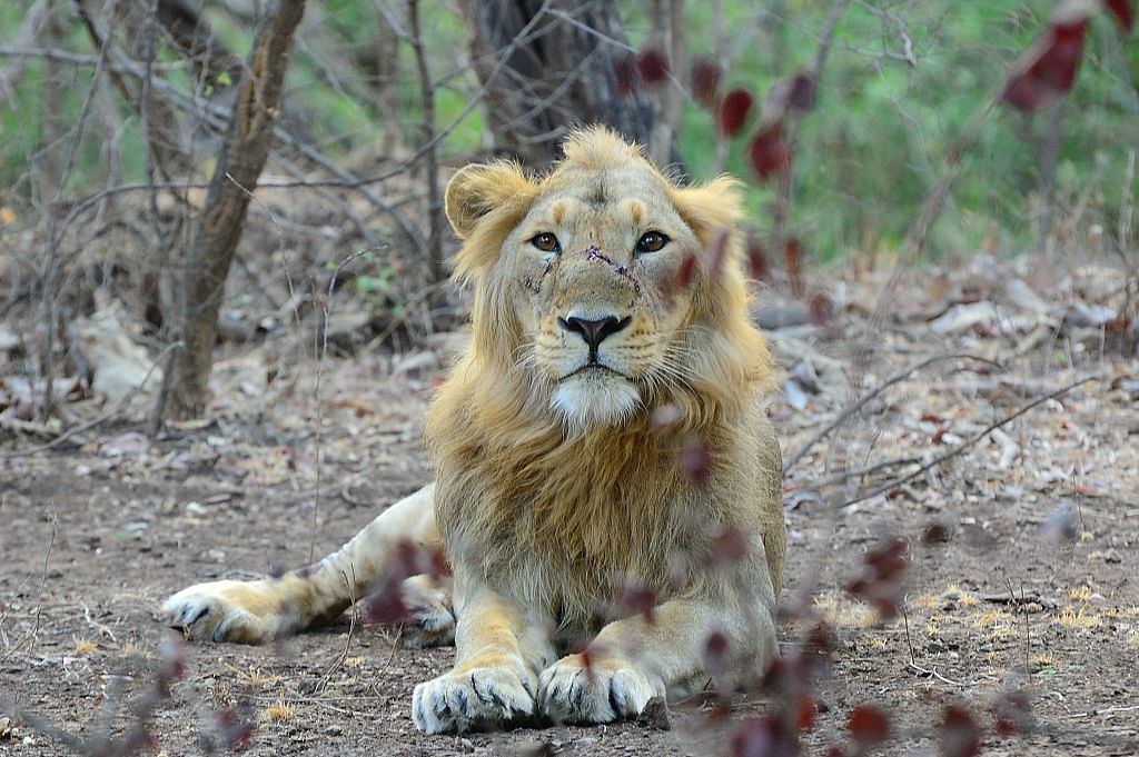 Kamleshwar Dam — Mumbai to Gir National Park trip