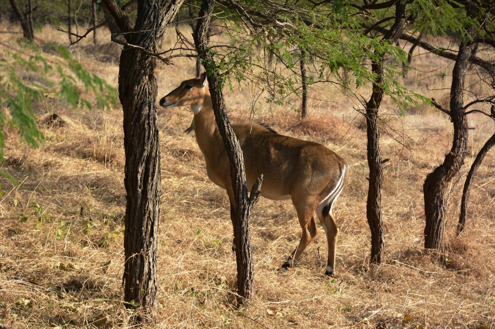 Gir Safari Zone in Gir National Park, Gujarat