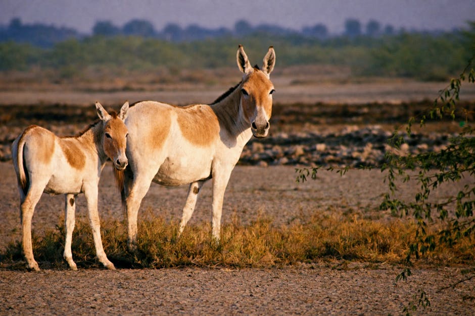 Scenic view of Kutch Rann, Gujarat