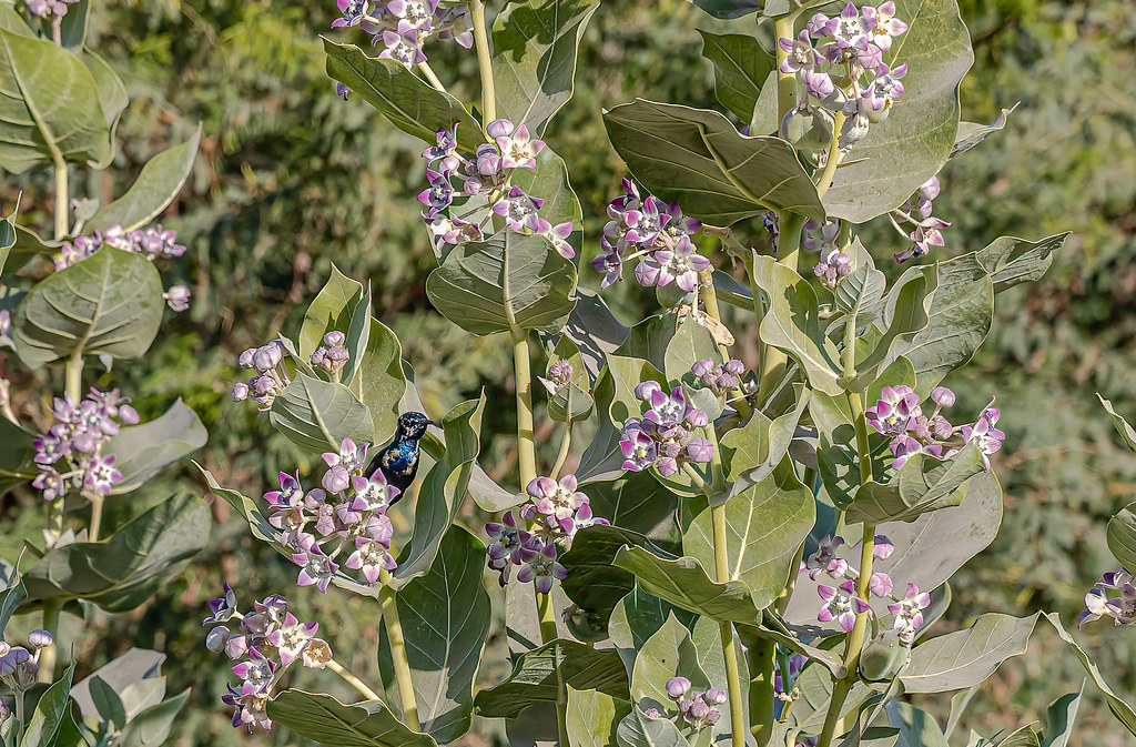 Scenic view of Rann of Kutch, Gujarat