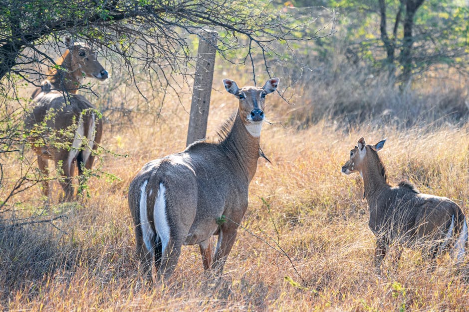 Devalia Interpretation Zone in Sasan Gir
