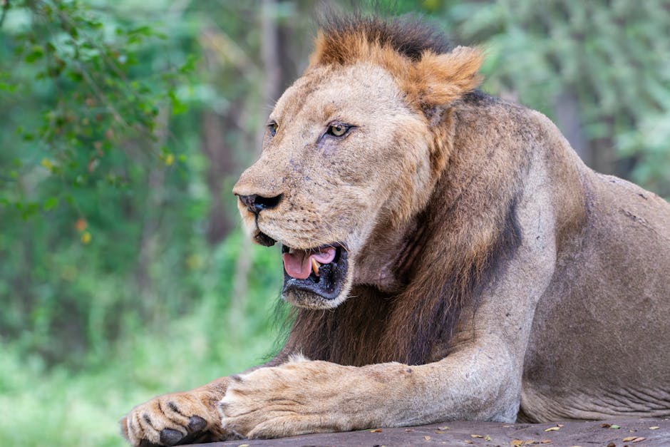 Scenic view of Sasan Gir, Gujarat
