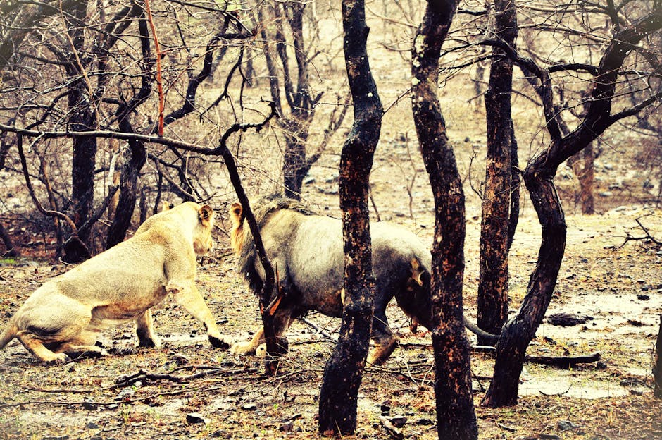 Gir Jungle Safari (Core Zone) in Sasan Gir, Gujarat