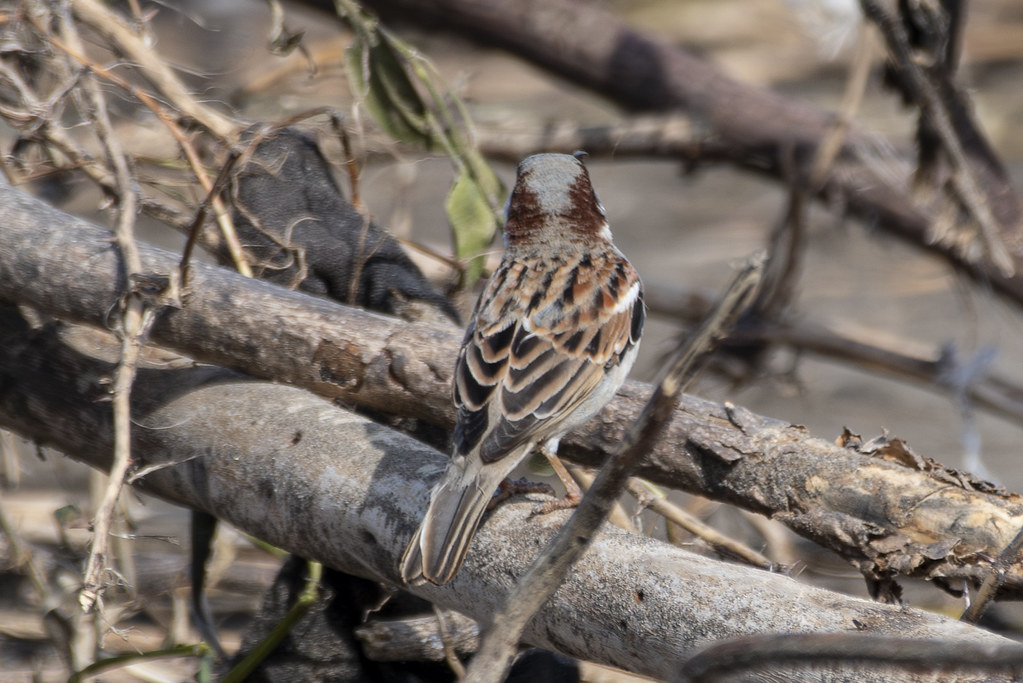 Dutch Garden — Mumbai to Surat trip