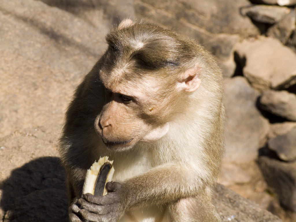 Scenic view of Zanzari Waterfalls, Gujarat