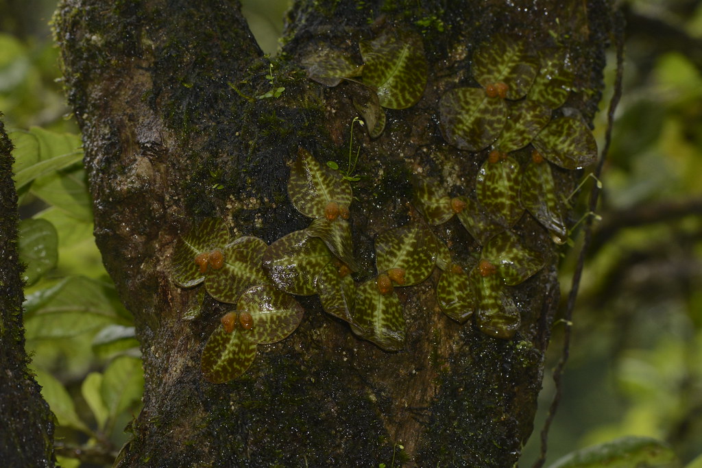 Agumbe — popular tourist destination in Karnataka