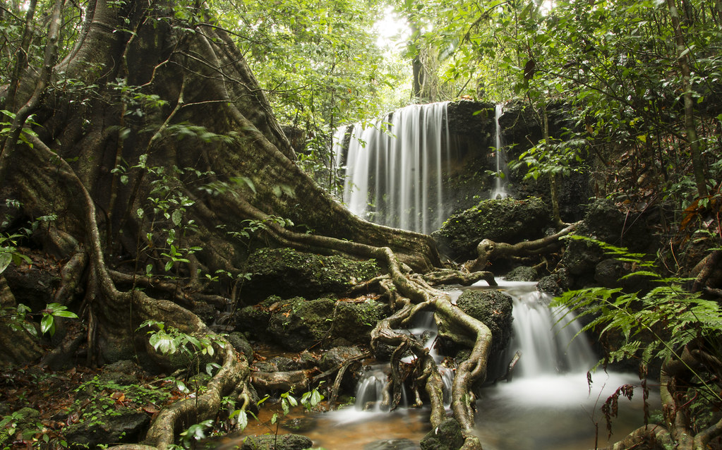 Agumbe Rainforest Research Station in Agumbe