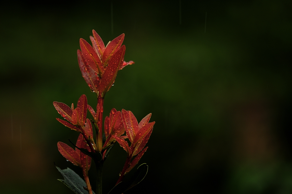 Onake Abbi Falls — Mumbai to Agumbe trip