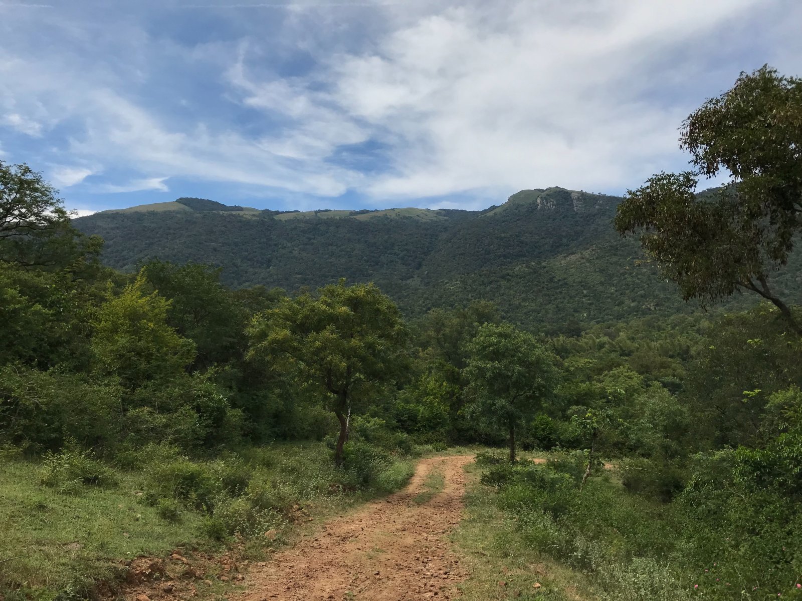 BR Hills (Biligiriranga Hills) in BR Hills (Biligiriranga Hills), Karnataka