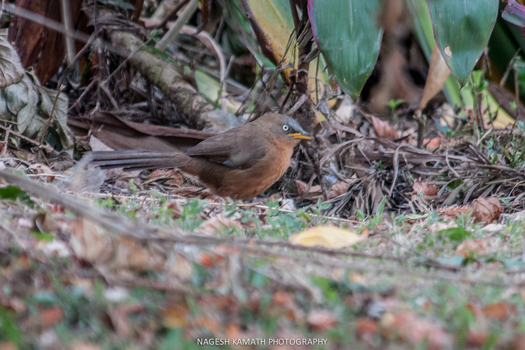Chikmagalur — popular tourist destination in Karnataka