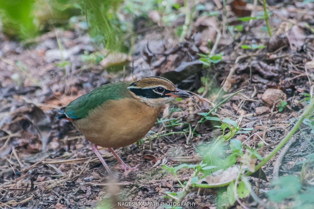 Baba Budangiri in Chikmagalur