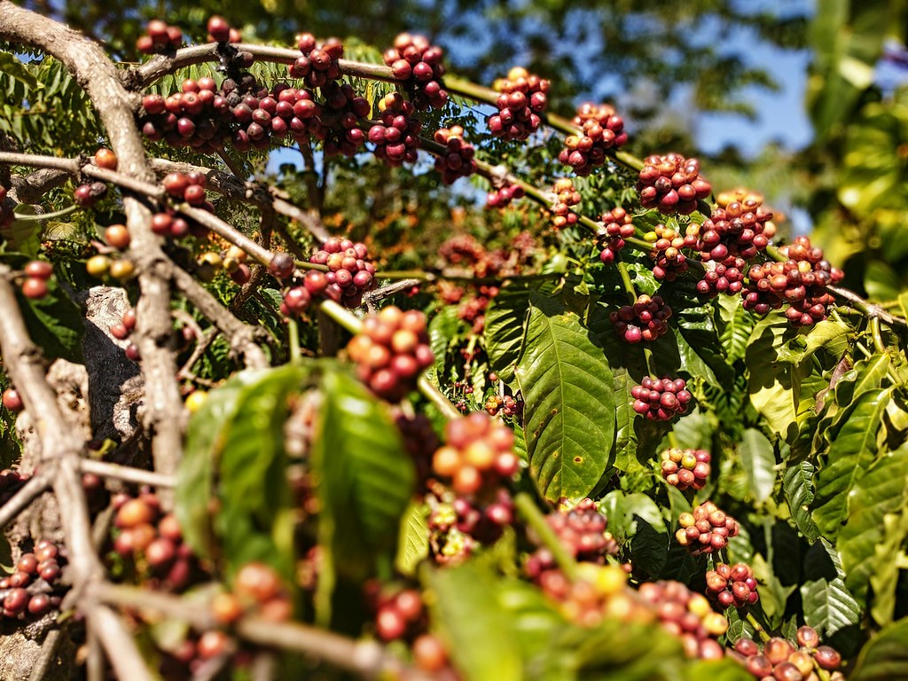 Scenic view of Chikmagalur, Karnataka