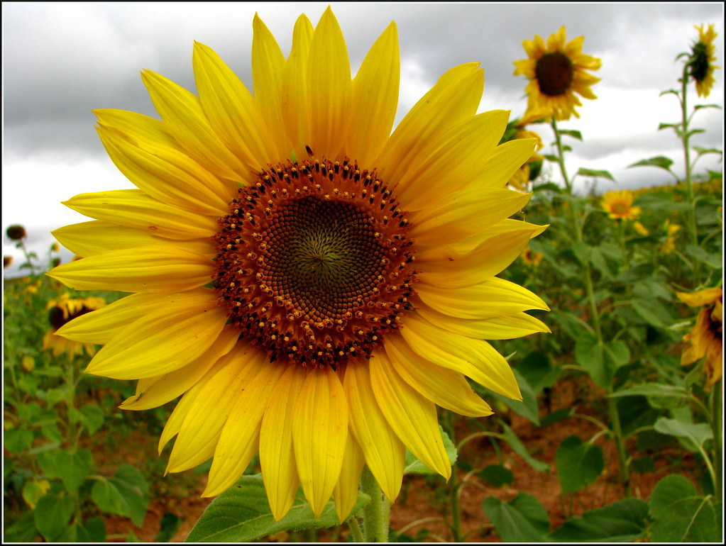 Mullayangiri in Chikmagalur, Karnataka