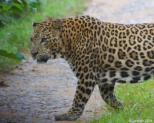 Kabini — popular tourist destination in Karnataka