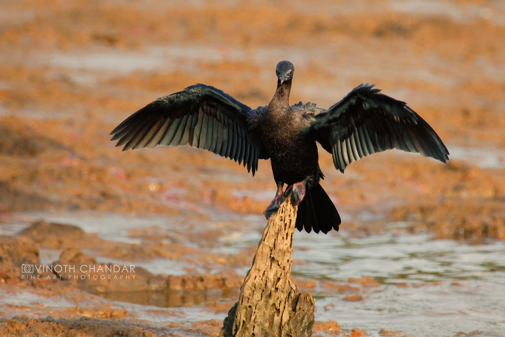 Kabini Reservoir in Kabini