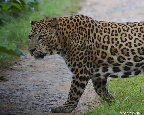 Nagarhole National Park in Kabini, Karnataka