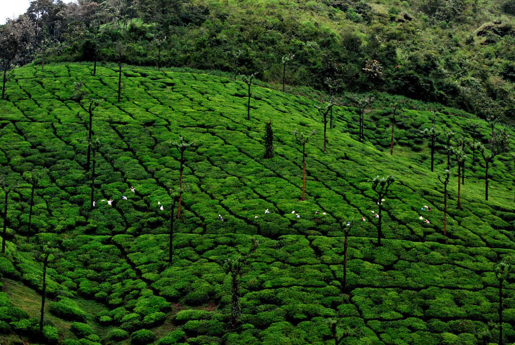 Kudremukh National Park in Kudremukh