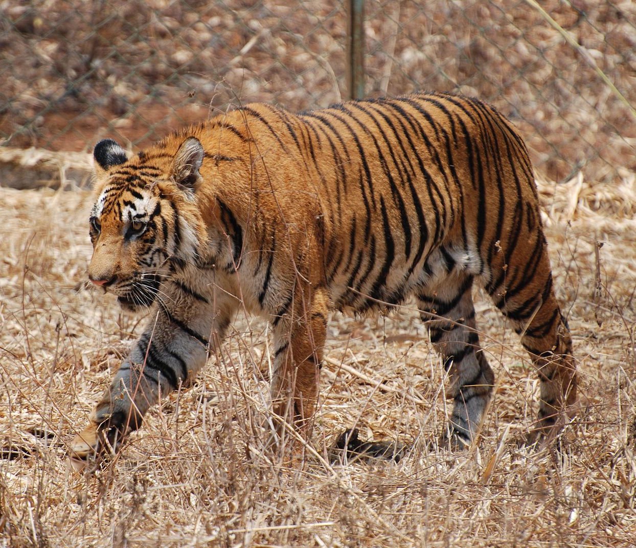 Nagarhole National Park (Rajiv Gandhi) Town Centre in Nagarhole National Park (Rajiv Gandhi), Karnataka