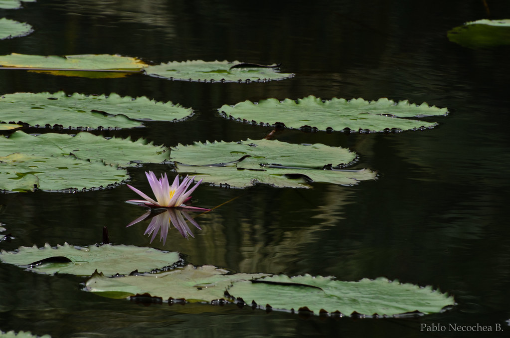 Ashtamudi Lake — popular tourist destination in Kerala