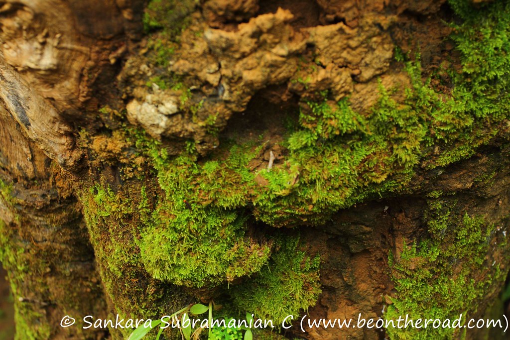 Kalpetta — popular tourist destination in Kerala