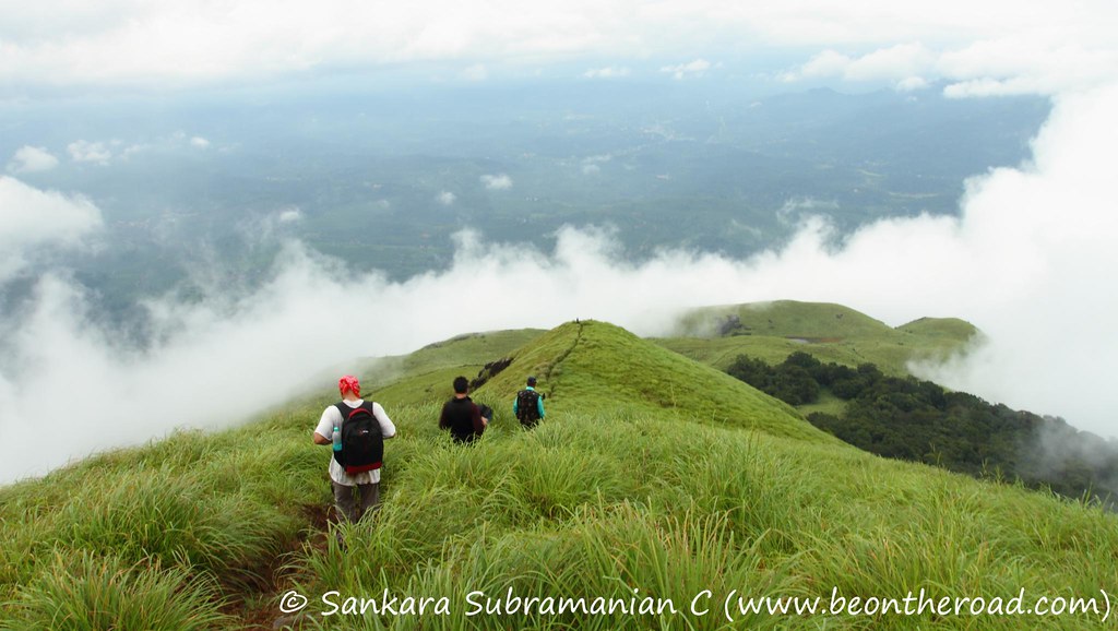 Chain Tree in Kalpetta, Kerala
