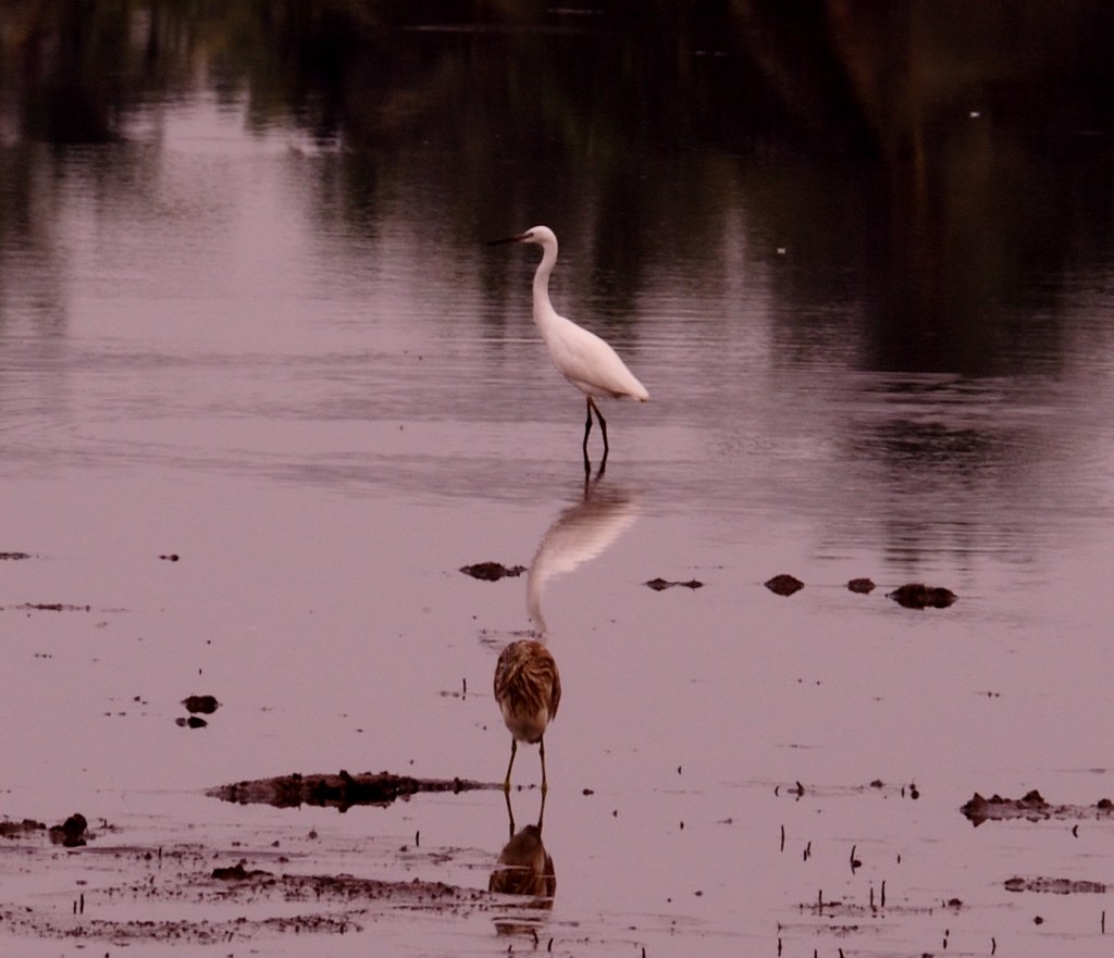 Kuttanad Paddy Fields in Kuttanad, Kerala