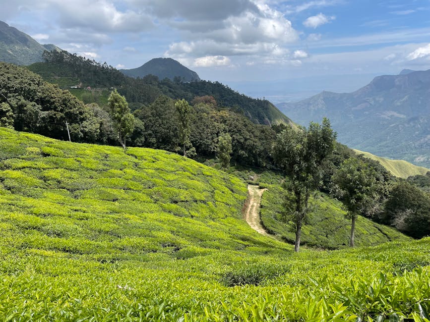 Munnar — popular tourist destination in Kerala