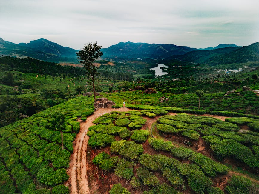 Tea Museum in Munnar