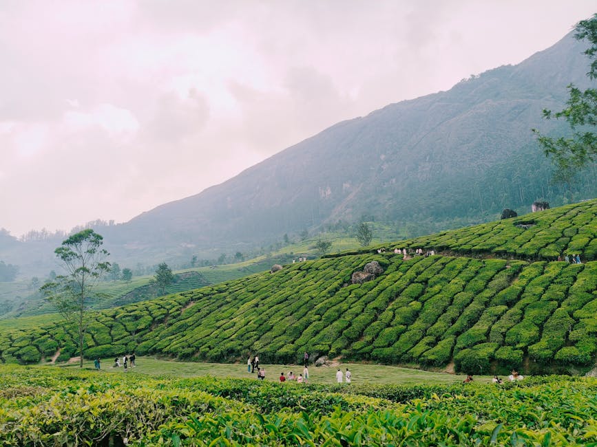 Mattupetty Dam — Mumbai to Munnar trip
