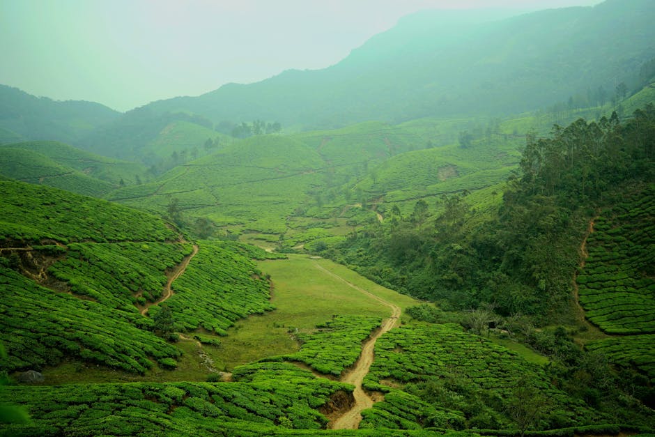 Eravikulam National Park in Munnar, Kerala