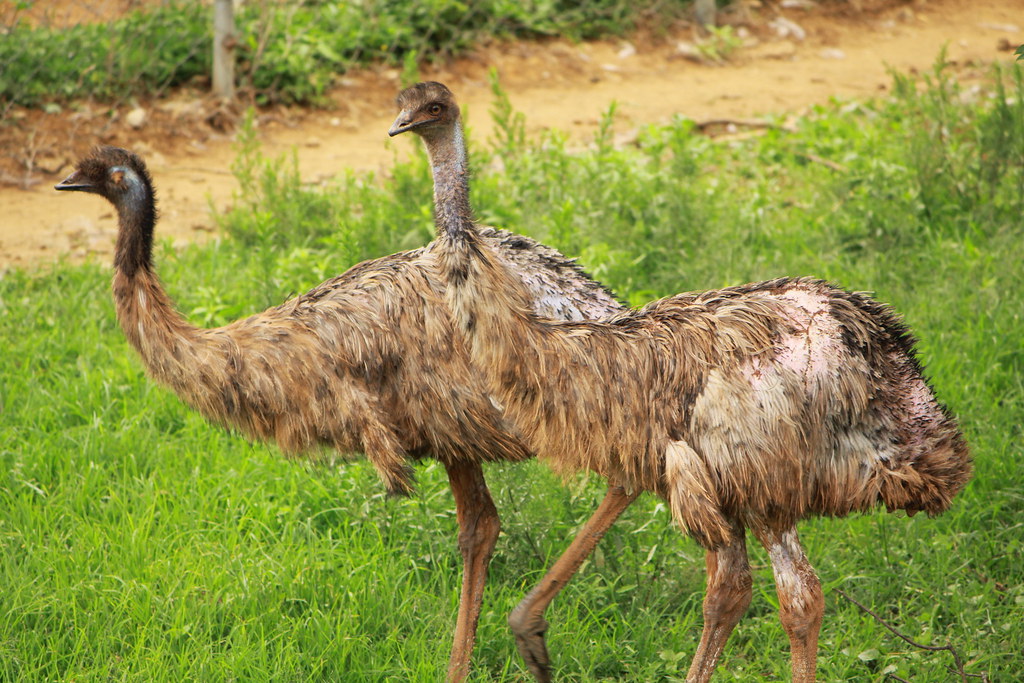 Palagapandi Estate — Mumbai to Nelliyampathy trip