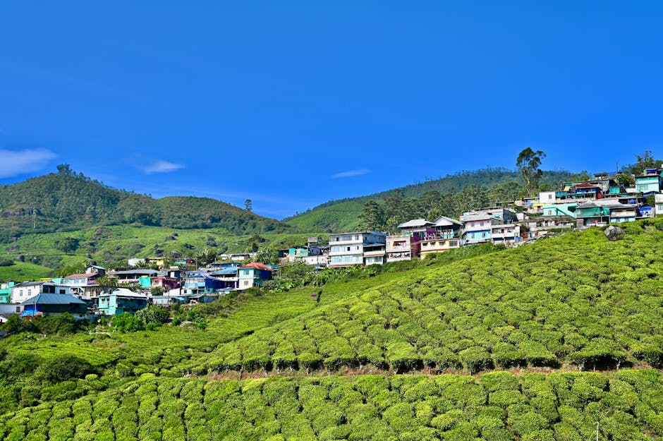Spice Plantations in Thekkady