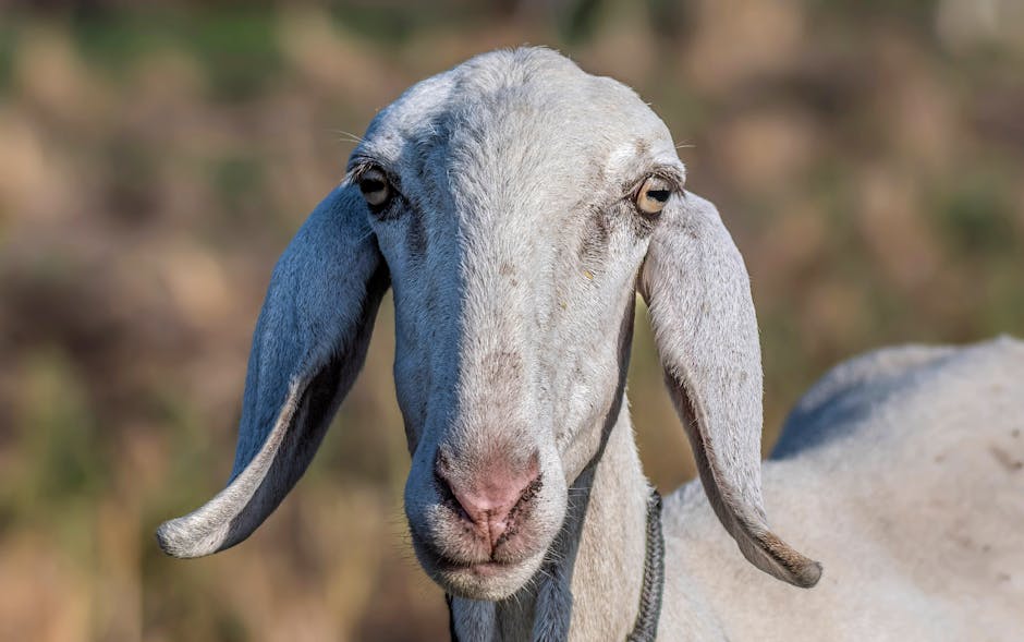 Khandoba Temple, Jejuri in Jejuri, Maharashtra