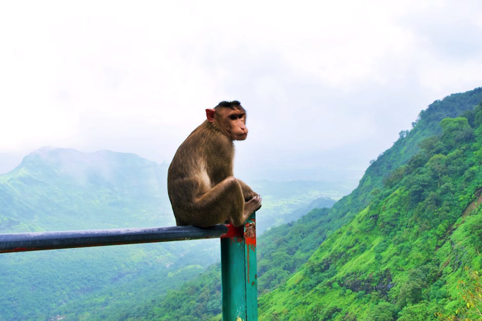 Tansa Wildlife Sanctuary in Kasara