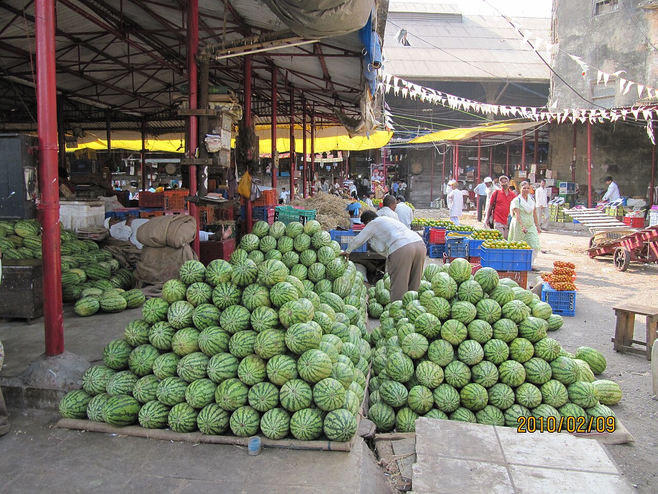 Pet Lane — Mumbai to Crawford Market trip
