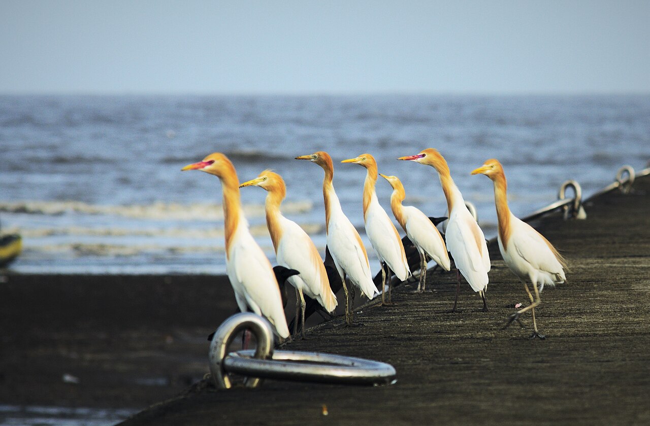 Exhibition Gallery — Mumbai to Global Vipassana Pagoda trip