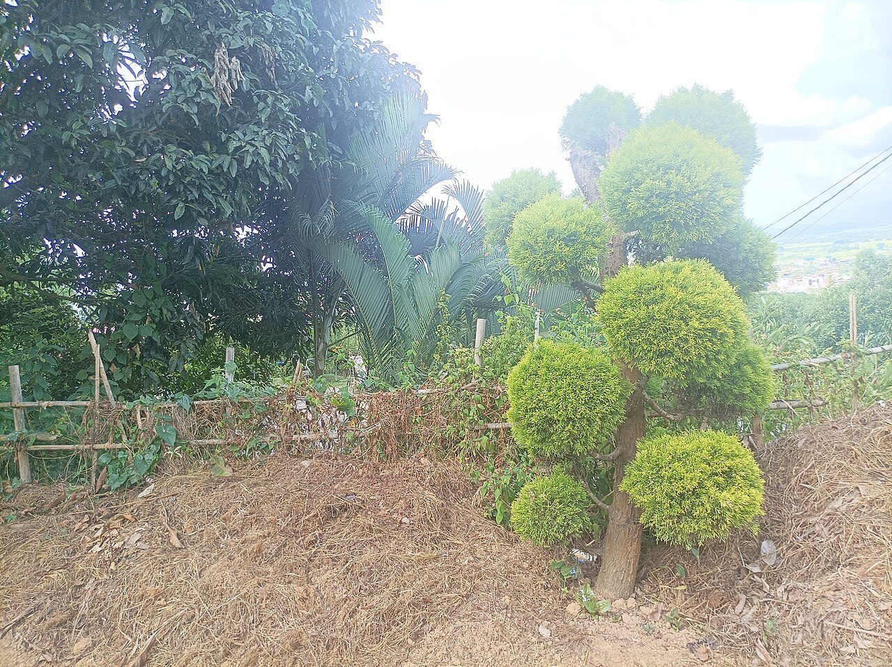Topiary Garden in Hanging Gardens, Mumbai