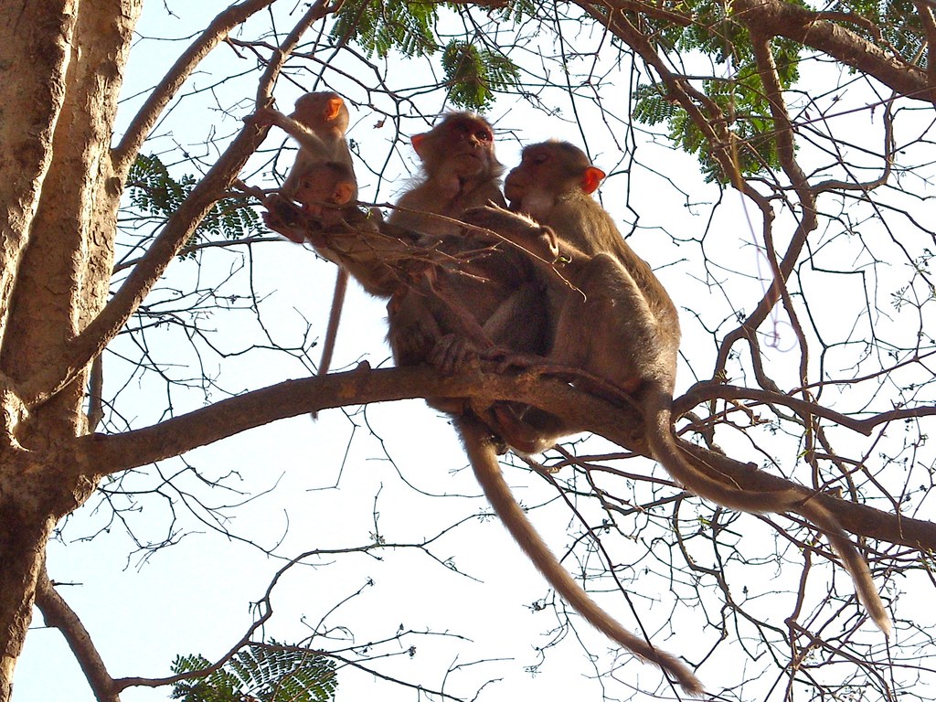 Cave 11 in Kanheri Caves