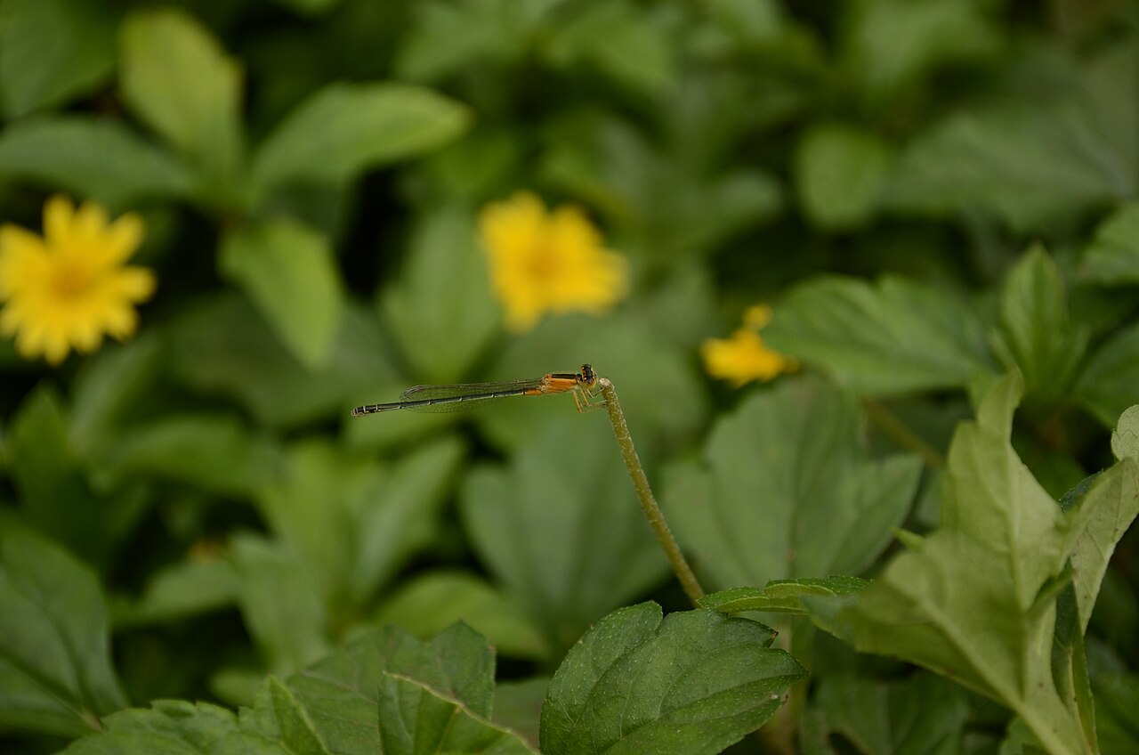 Marine Drive — popular tourist destination in Mumbai
